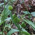 Alisma lanceolatum fruit picture by Michel Ambroise (cc-by-sa)