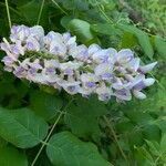 Wisteria frutescens flower picture by Chandra Swarts (cc-by-sa)