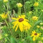 Rudbeckia subtomentosa flower picture by h p (cc-by-sa)