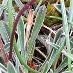 Silene otites leaf picture by Emmanuel Cosson (cc-by-sa)