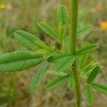 Melilotus altissimus leaf picture by Pierre LEON (cc-by-sa)