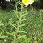 Oenothera stricta leaf picture by Hélène Rabin (cc-by-sa)