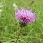 Cirsium canum flower picture by Bennik kolin (cc-by-sa)