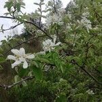 Amelanchier ovalis flower picture by Gabriel Michel (cc-by-sa)