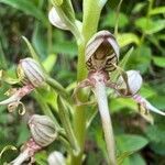 Himantoglossum adriaticum flower picture by Slavko Struna (cc-by-sa)