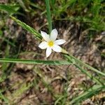 Sisyrinchium albidum flower picture by Jo artindiscovery (cc-by-sa)