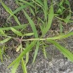 Digitaria sanguinalis leaf picture by Rolf Otto (cc-by-sa)