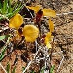 Aneilema johnstonii flower picture by susan brown (cc-by-sa)