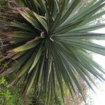 Furcraea cabuya leaf picture by Nelson Zamora Villalobos (cc-by-nc)