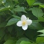 Philadelphus inodorus flower picture by Ted McIntosh (cc-by-sa)