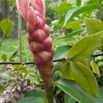 Costus spiralis flower picture by Benny David (cc-by-sa)