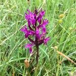 Dactylorhiza traunsteineri flower picture by Vanden Abeele Laurent (cc-by-sa)