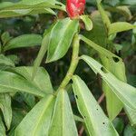 Costus spiralis habit picture by R. Tournebize (cc-by-sa)