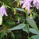 Campanula rapunculoides fruit picture by jessica tripp (cc-by-sa)