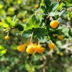 Berberis microphylla leaf picture by Celis Diego (cc-by-sa)