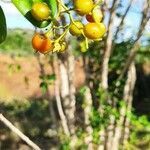 Haematoxylum campechianum fruit picture by William Gustave (cc-by-sa)