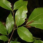 Inga sertulifera leaf picture by Nelson Zamora Villalobos (cc-by-nc)