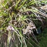 Oreochloa disticha flower picture by Claus-Dieter Seidel (cc-by-sa)