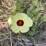 Hibiscus surattensis flower picture by sylvie milius taillefer (cc-by-sa)