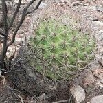 Gymnocalycium saglionis habit picture by Trap Hers (cc-by-sa)