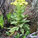 Senecio isabelis habit picture by Fabien Anthelme (cc-by-sa)