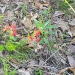 Silene virginica habit picture by jimseng jimseng (cc-by-sa)