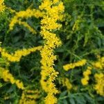 Solidago ulmifolia flower picture by William Coville (cc-by-sa)