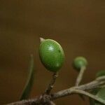 Siparuna decipiens fruit picture by Jean-François Molino (cc-by-sa)