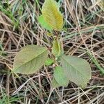 Prunus virginiana leaf picture by remiiijenn (cc-by-sa)