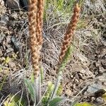 Plantago tomentosa habit picture by Trap Hers (cc-by-sa)