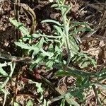 Centaurea aspera leaf picture by Alain Lagrave (cc-by-sa)