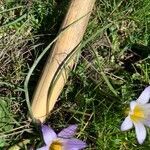 Romulea bulbocodium leaf picture by Campoamor Ramon (cc-by-sa)