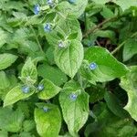 Pentaglottis sempervirens habit picture by Giode Tonpino (cc-by-sa)