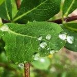 Lonicera caprifolium leaf picture by Ludovic DYEN (cc-by-sa)