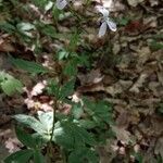 Cardamine bulbifera habit picture by Balázs Heizler (cc-by-sa)