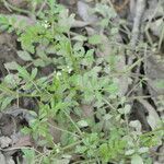 Cardamine pensylvanica habit picture by Maarten Vanhove (cc-by-sa)