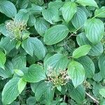 Cornus sanguinea habit picture by Claudine Bornot (cc-by-sa)