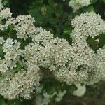 Pyracantha coccinea flower picture by sandrine darde (cc-by-sa)