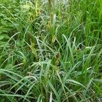 Carex vesicaria leaf picture by sabbrent (cc-by-sa)