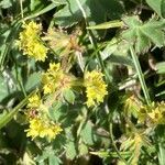 Alchemilla glaucescens flower picture by Francois Mansour (cc-by-sa)