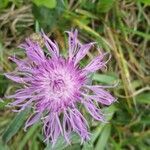 Centaurea decipiens flower picture by Jochen Kokemüller (cc-by-sa)