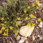 Genista hispanica flower picture by Jacques Calan (cc-by-sa)