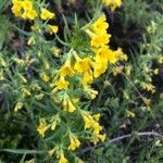 Lithospermum multiflorum flower picture by Joseph Littlehorn (cc-by-sa)