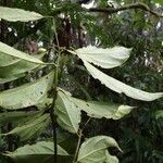 Cordia croatii leaf picture by Nelson Zamora Villalobos (cc-by-nc)