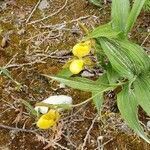 Cypripedium parviflorum flower picture by Roberta Wolfe (cc-by-sa)