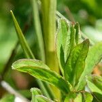 Gymnadenia nigra leaf picture by francois tissot (cc-by-sa)