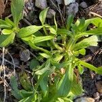 Plantago argentea leaf picture by ANH DANG (cc-by-sa)