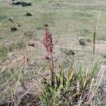 Aloe secundiflora habit picture by susan brown (cc-by-sa)