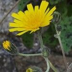 Hieracium maculatum flower picture by Olivier Le Gall (cc-by-sa)