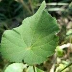 Abutilon grandifolium leaf picture by Trap Hers (cc-by-sa)